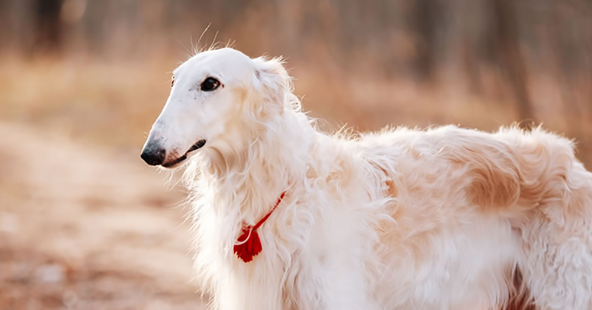 Borzoi