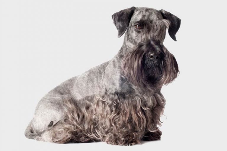 Cesky Terrier