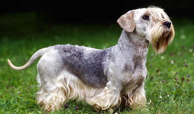 Cesky Terrier