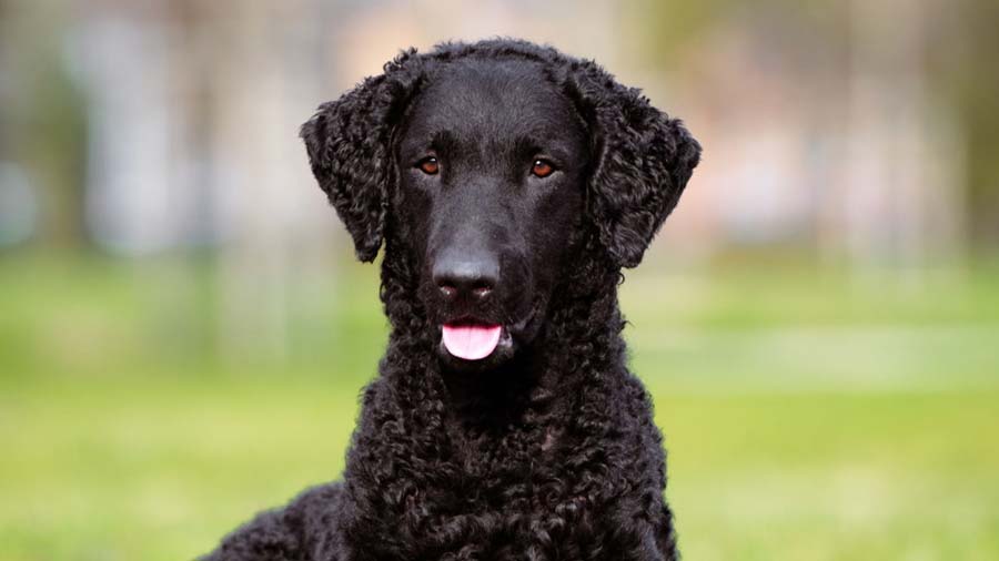 Curly coated retriever