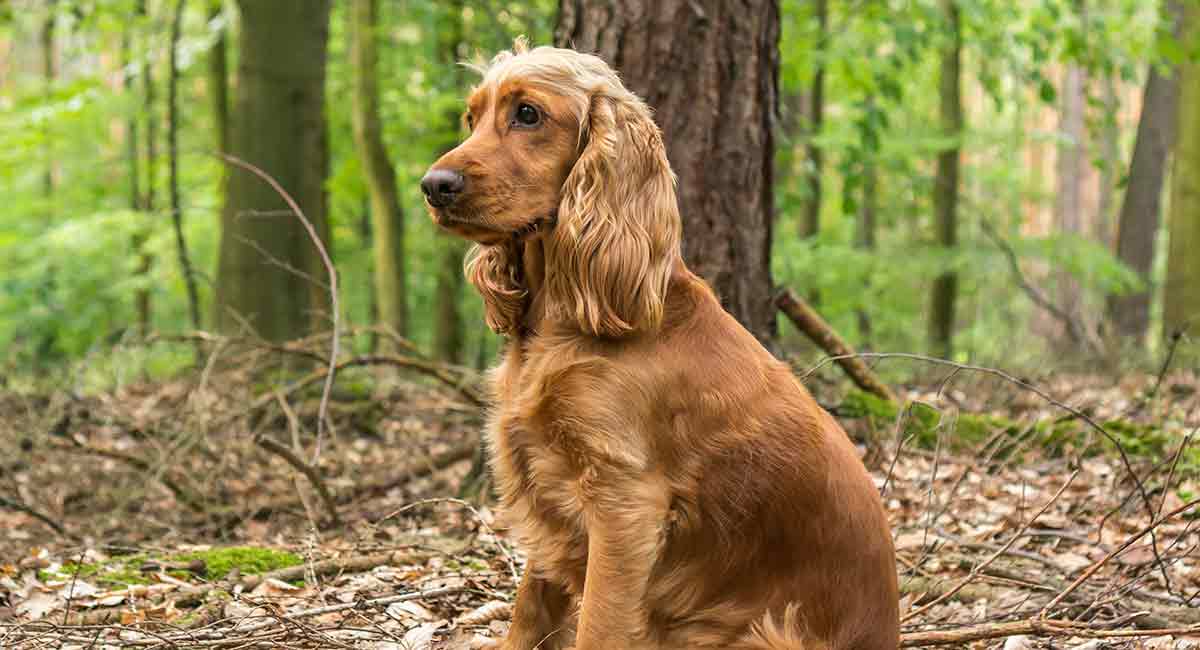 English Cocker Spaniel