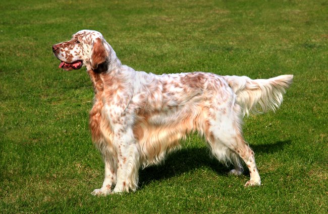 English Setter