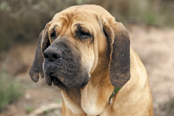 Fila Brasileiro