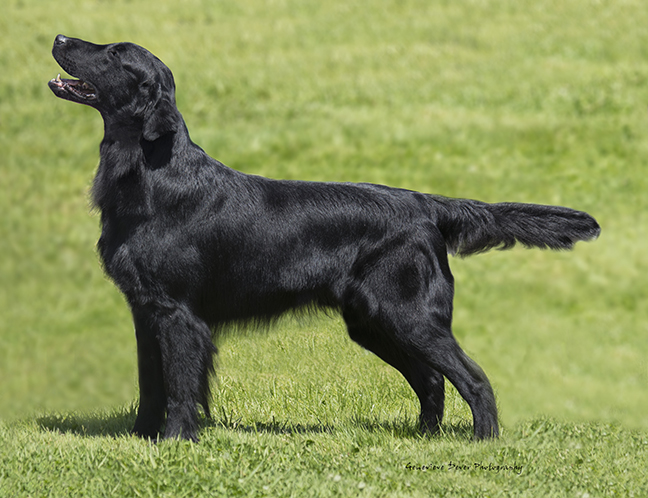 Flat-coated Retriever