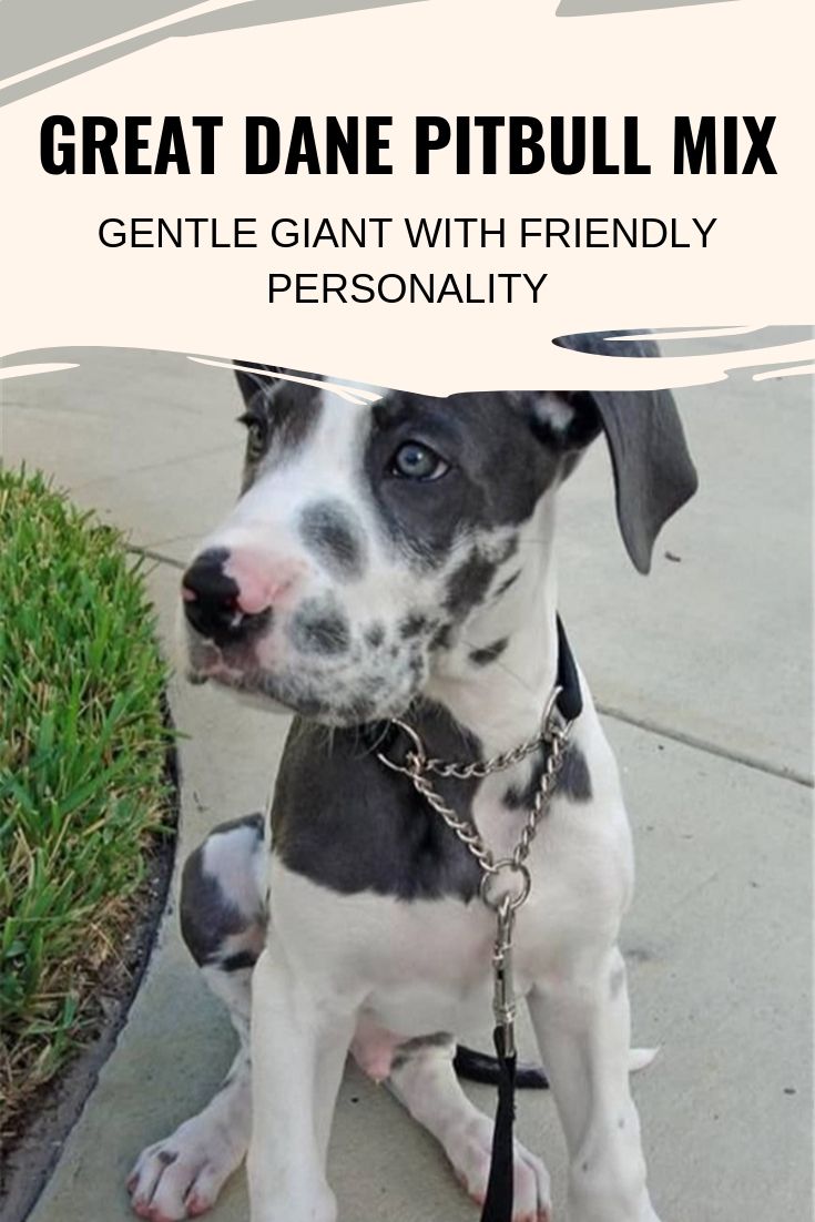 Great Dane Pitbull Mix