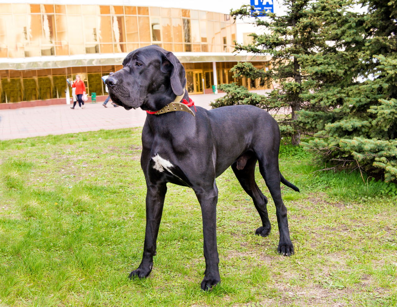 great dane friendly