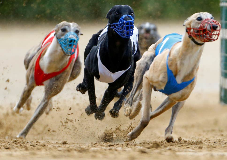 fastest greyhound in the world