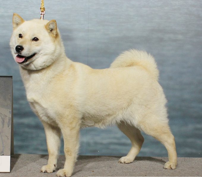 Hokkaido Dog