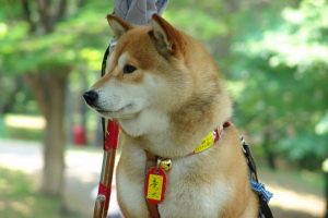 Hokkaido Inu