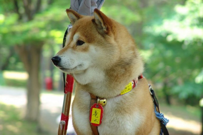 Hokkaido Inu