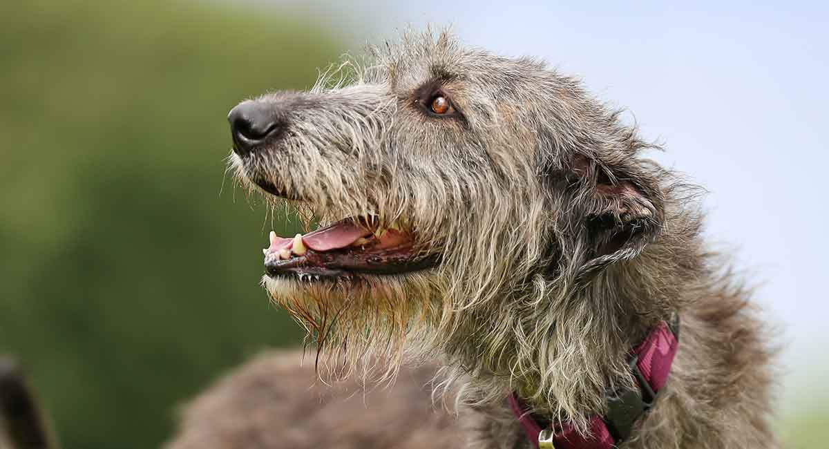 Irish Wolfhound