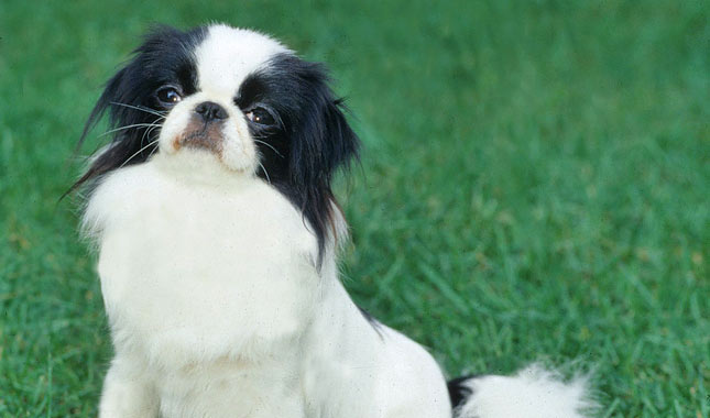 Japanese Chin