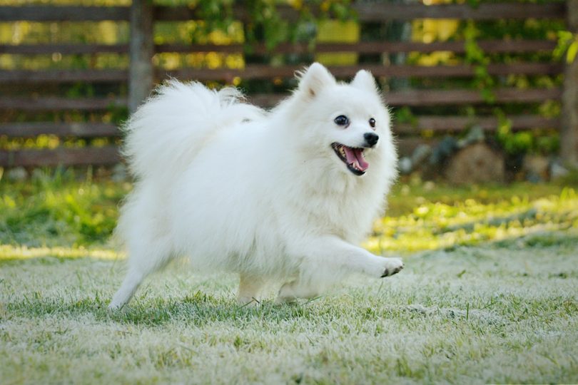 Japanese Spitz