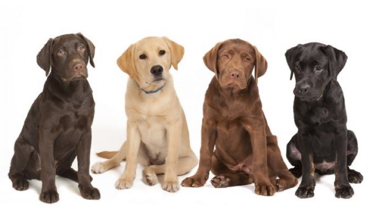 Retriever Breeds