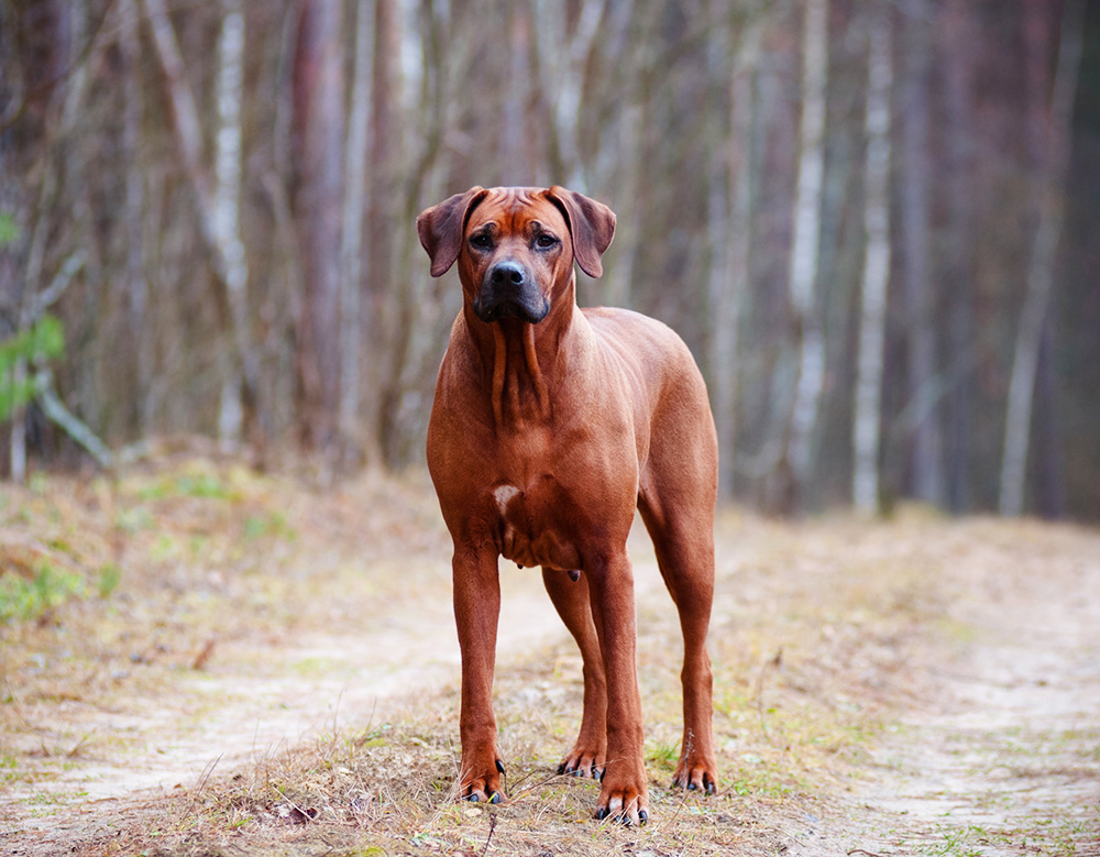 Rhodesian ridgeback