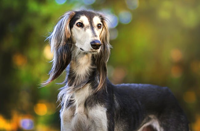 Saluki