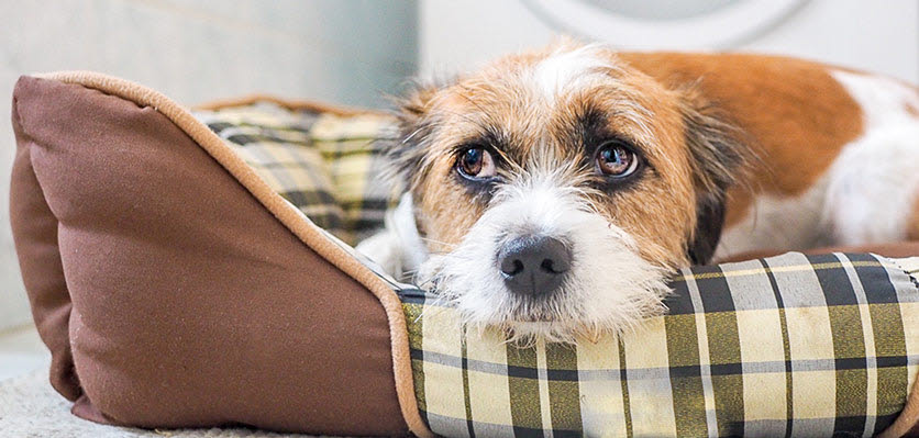 Separation Anxiety in Dogs