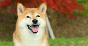 Shiba Inu