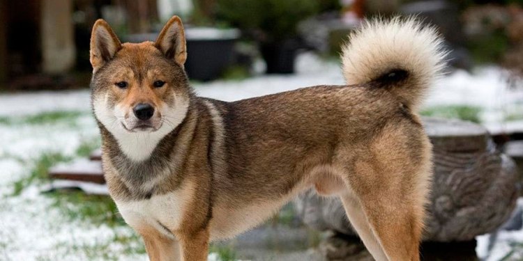 Shikoku Inu