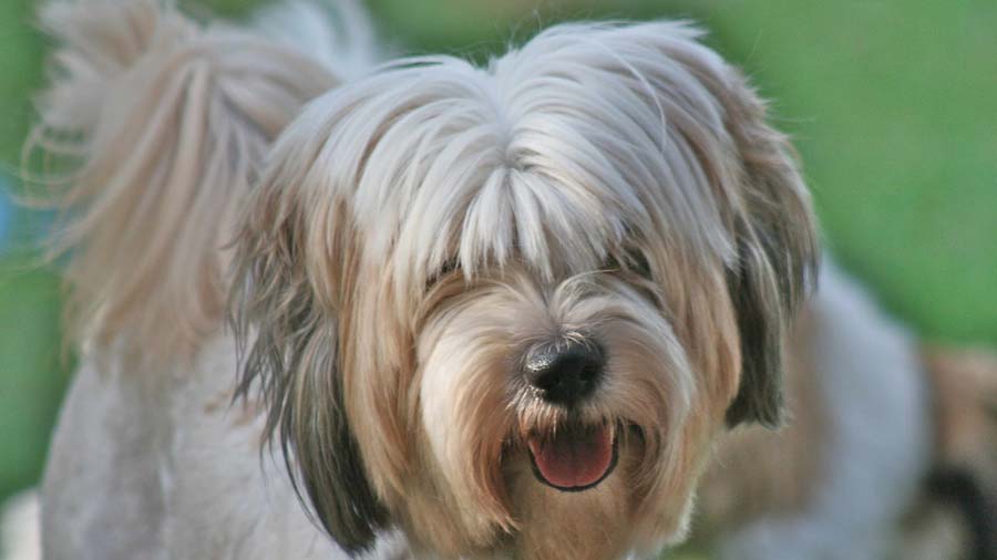 Tibetan terrier