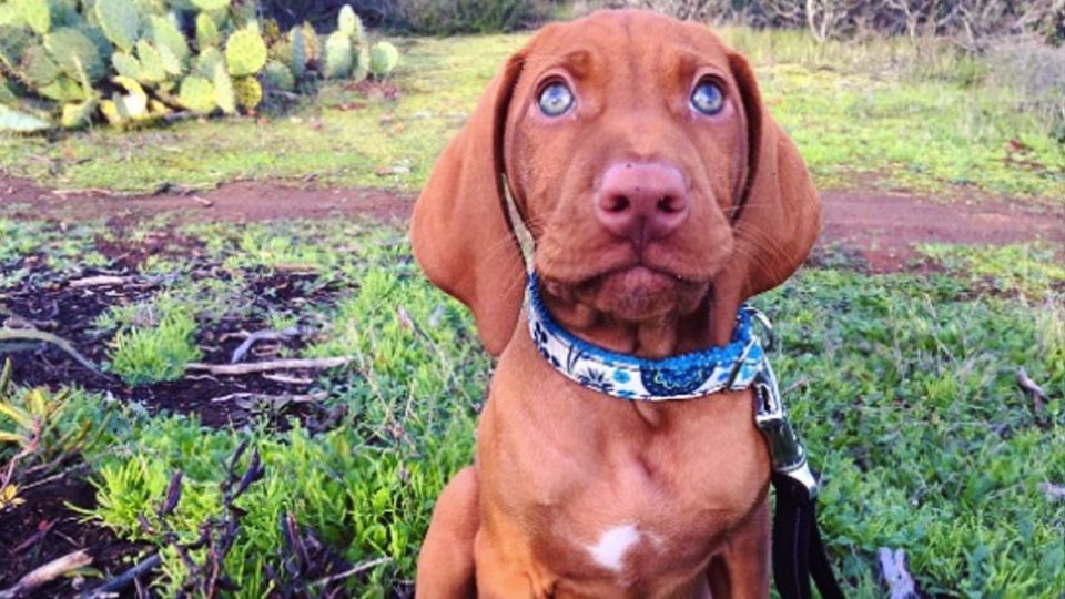 Vizsla