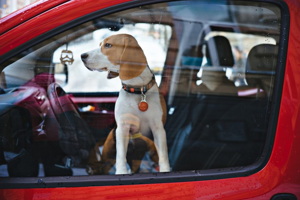 Dog in a hot car