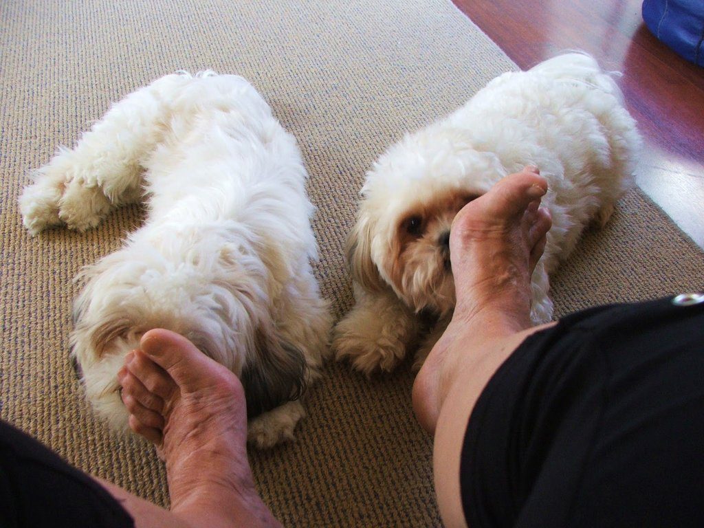 dog lick feet