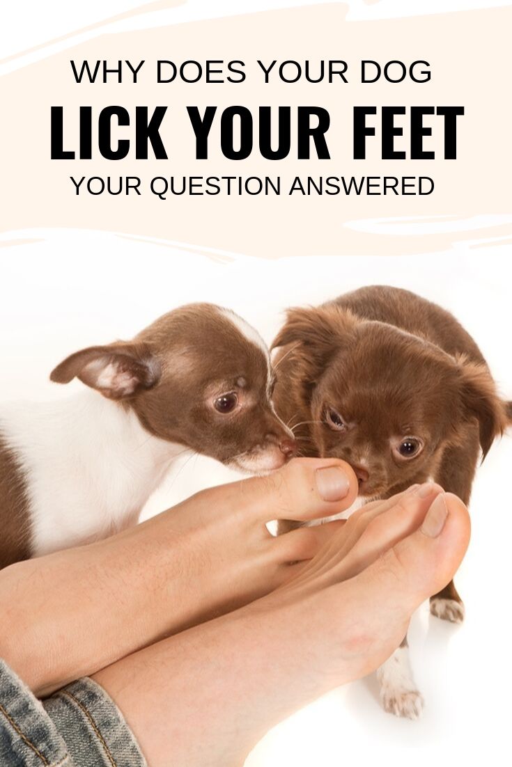 dog lick your feet