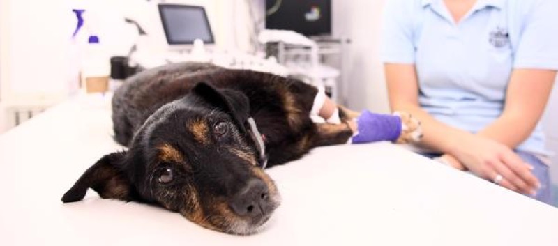 dog with cancer