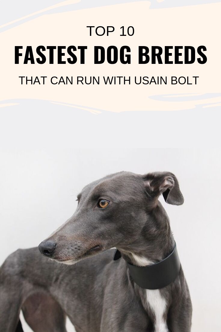 fastest dog breeds