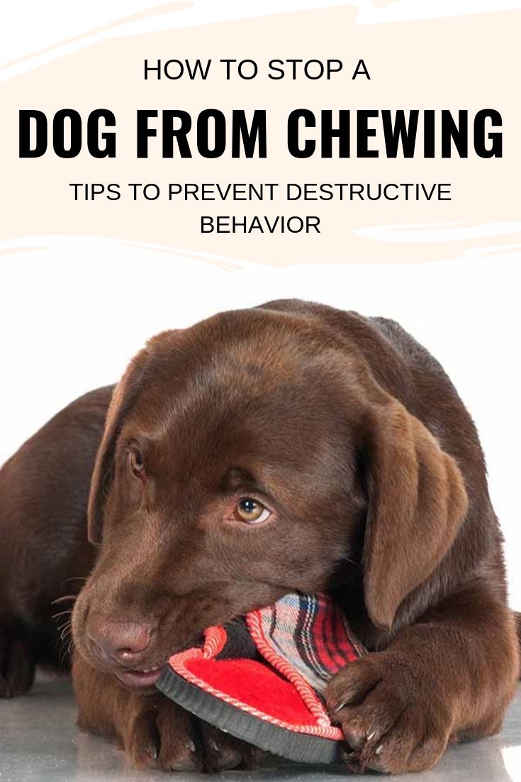 How to stop a dog from chewing