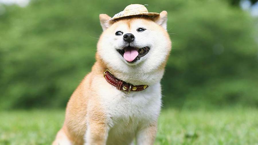 10 Japanese Dog Breeds Not Called Akita The Daily Tail