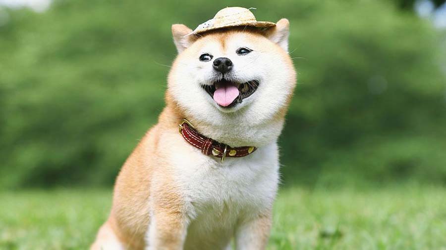 Shiba Inu