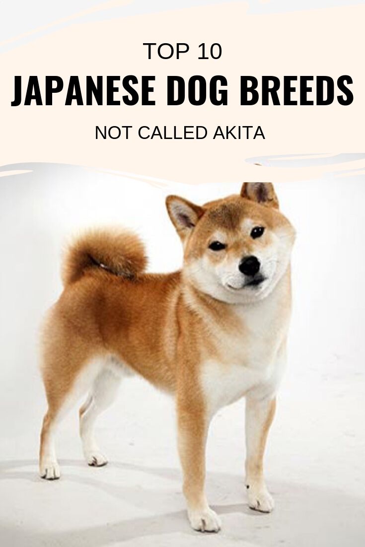 Japanese dog breeds