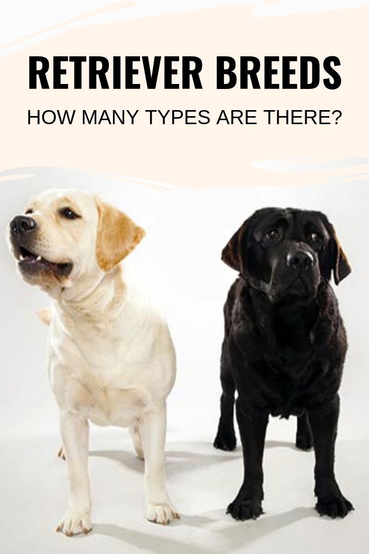 Retriever breeds