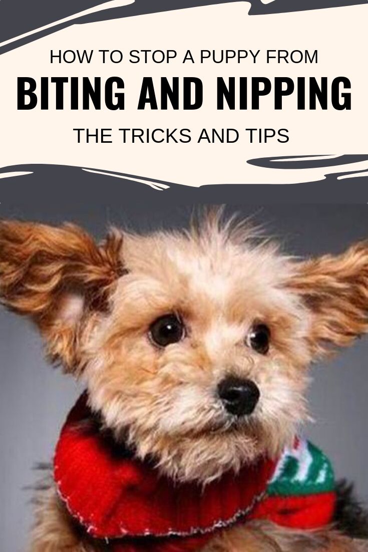 How to Stop a Puppy From Biting and Nipping – The Tricks and Tips