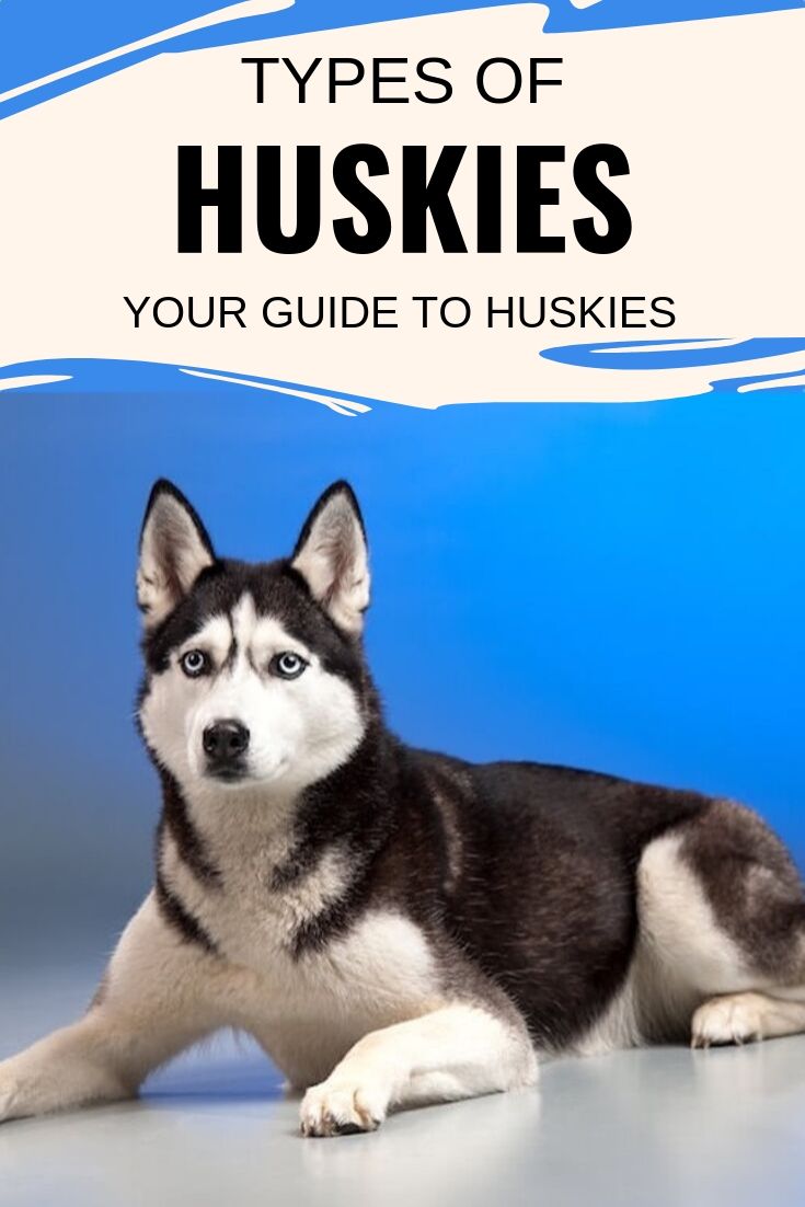 types of huskies