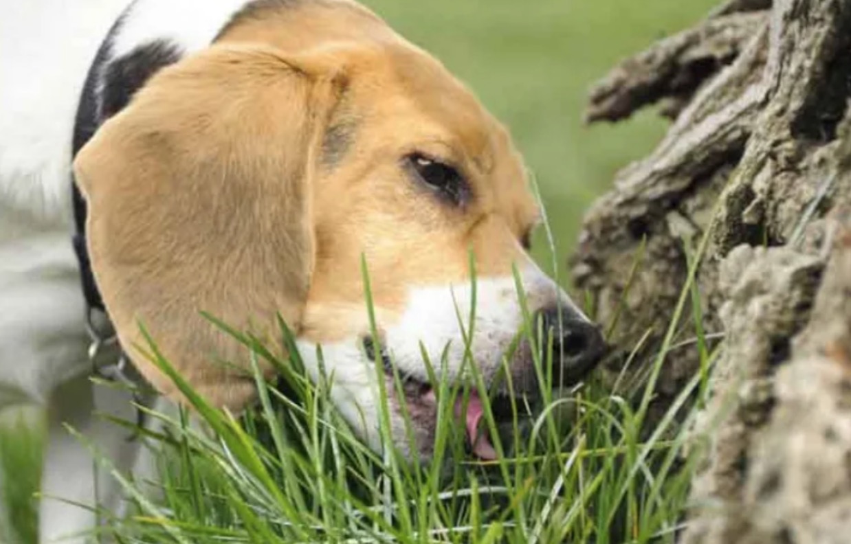 dog eats grass daily