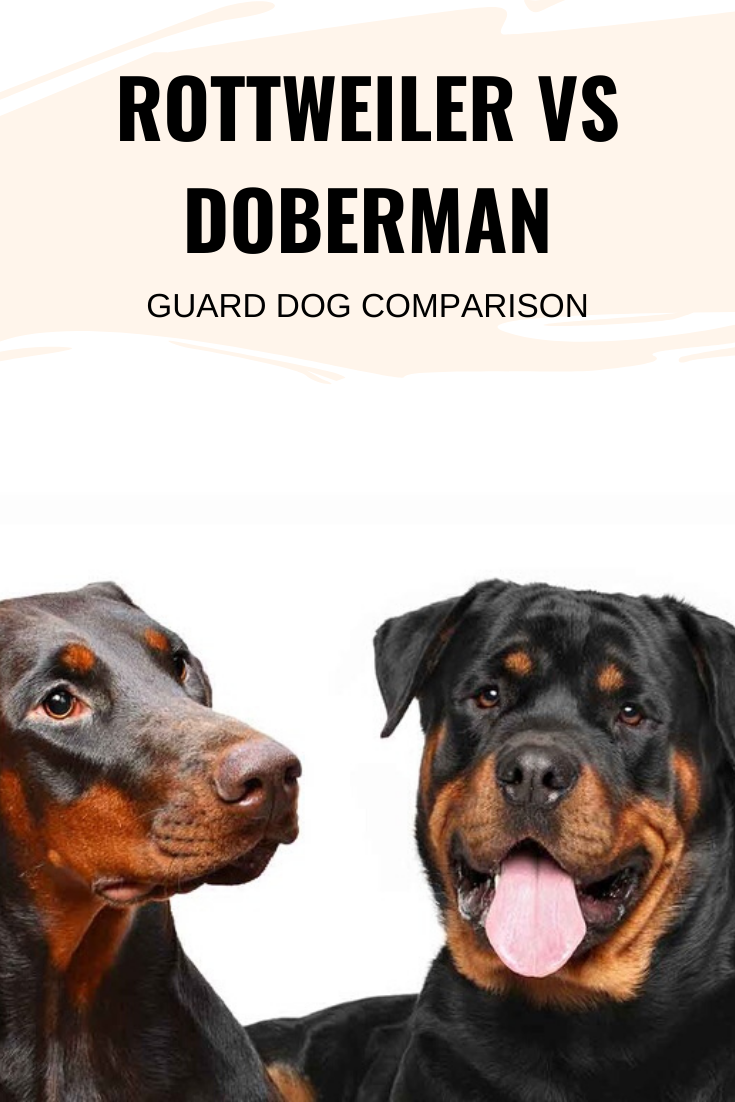 Rottweiler vs Doberman