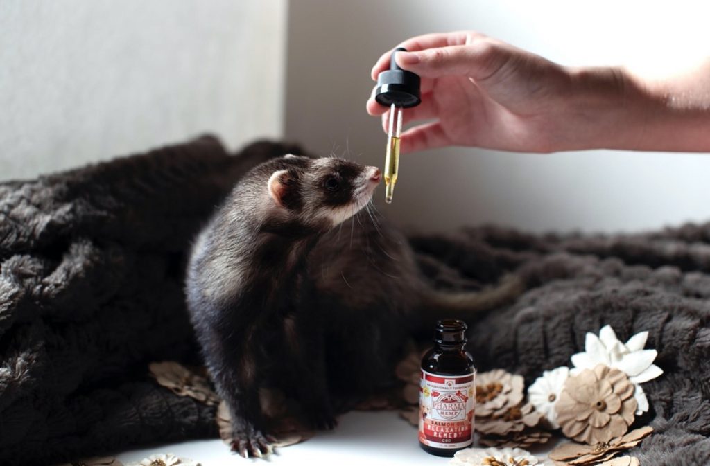 cbd oil for pets