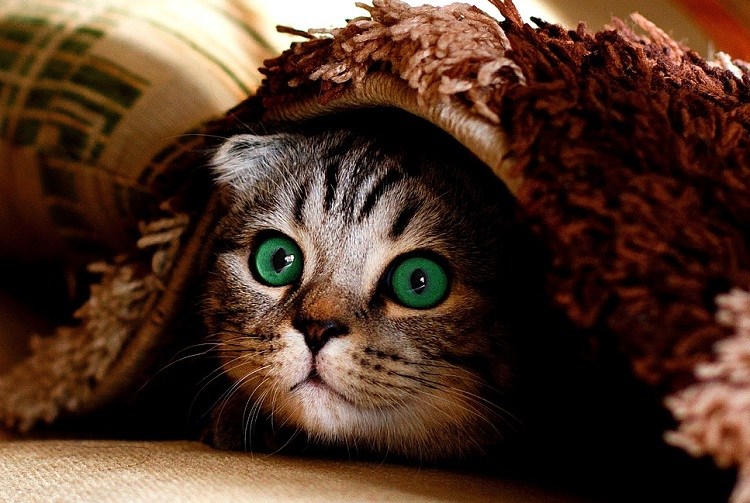 shy cat