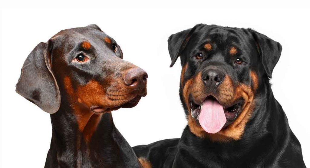 Rottweiler vs Doberman