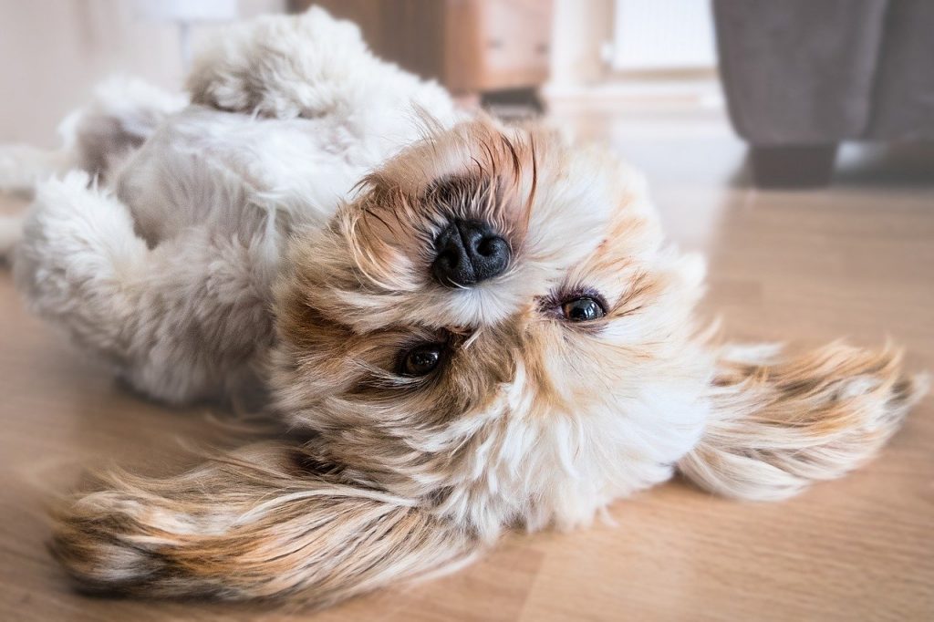 happy dog