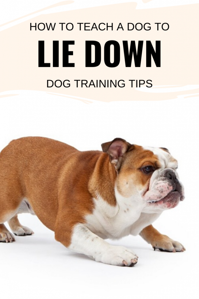 How To Teach A Dog To Lie Down Dog Training Tips
