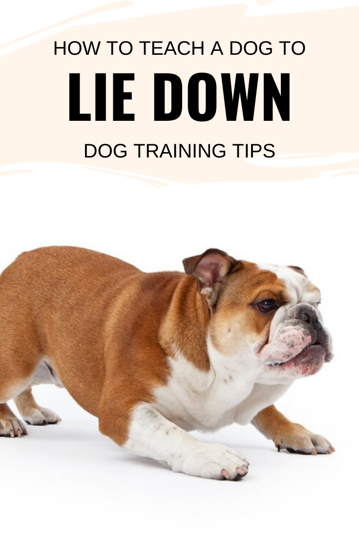 How to teach a dog to lie down