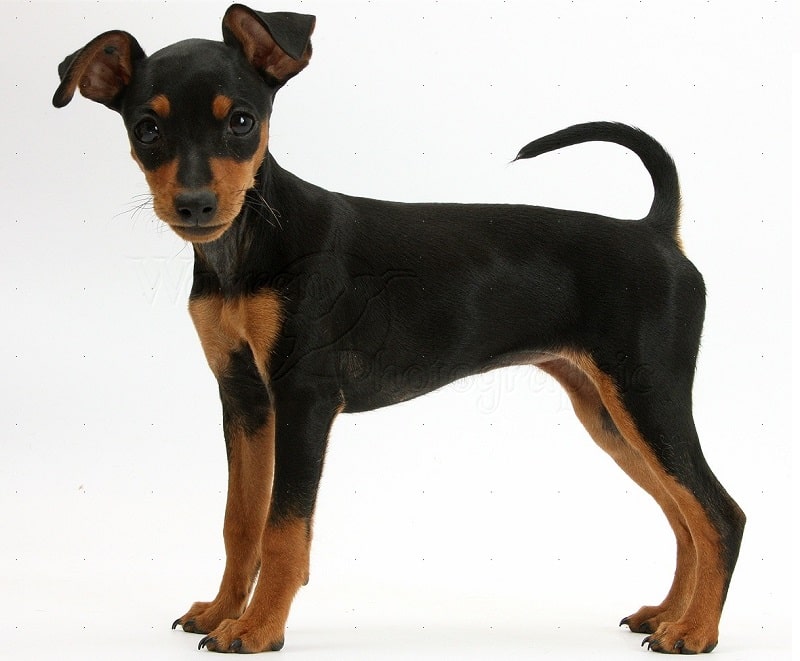 Miniature pinscher