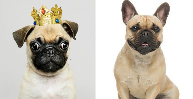 Pug vs French Bulldog