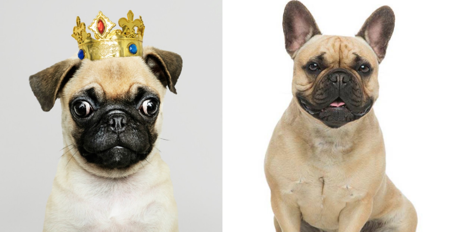 difference between pug and french bulldog