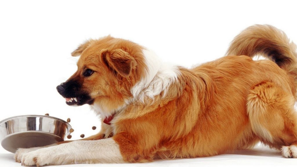 dog food agression