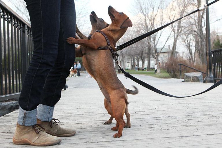 dog jumping on people